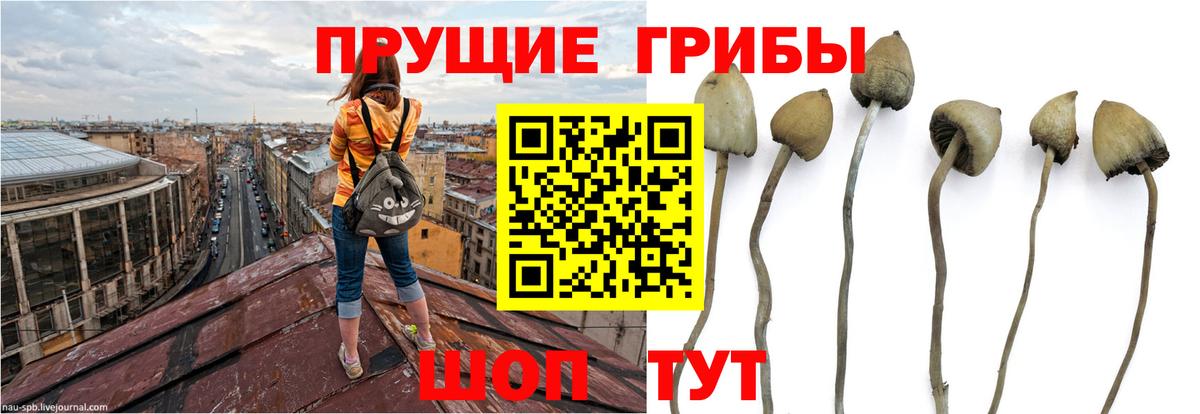 Псилоцибиновые грибы прущие грибы Ревда